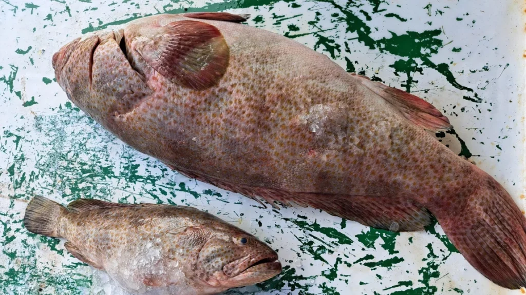 صيادو البصرة لـ964: هذا ما يجري خلال رحلاتنا في الخليج.. وسفننا تبحر حتى السعودية