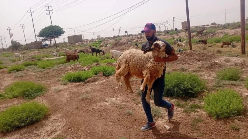 القرادة تصيب العراقيين بالحمى النزفية.. نقيب البياطرة يفصّل الأعراض ويحذر من الخريف