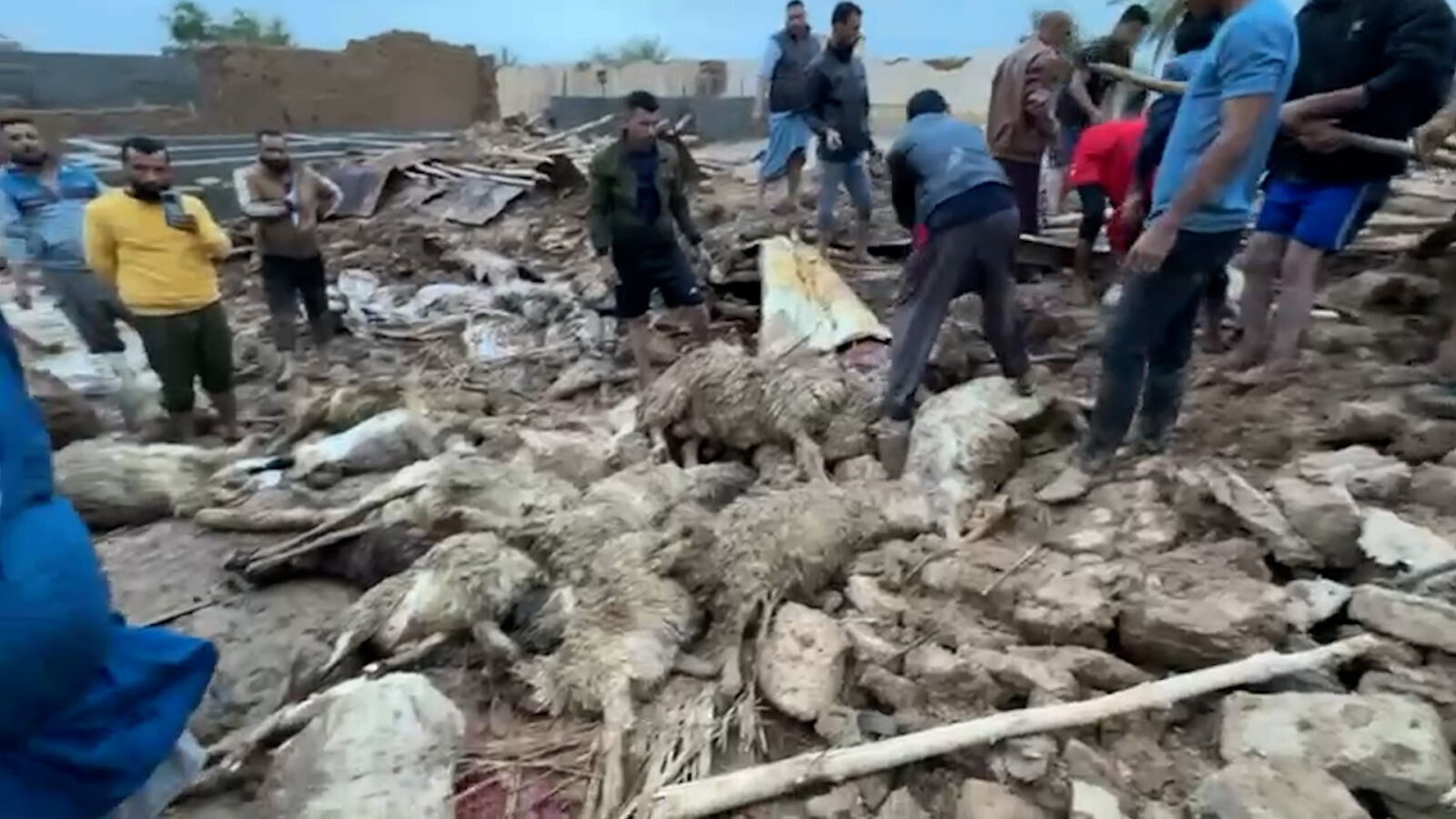 فيديو: نفوق مواشي وانهيار منازل في ديالى جراء الأمطار والسيول.. نداء إلى السوداني