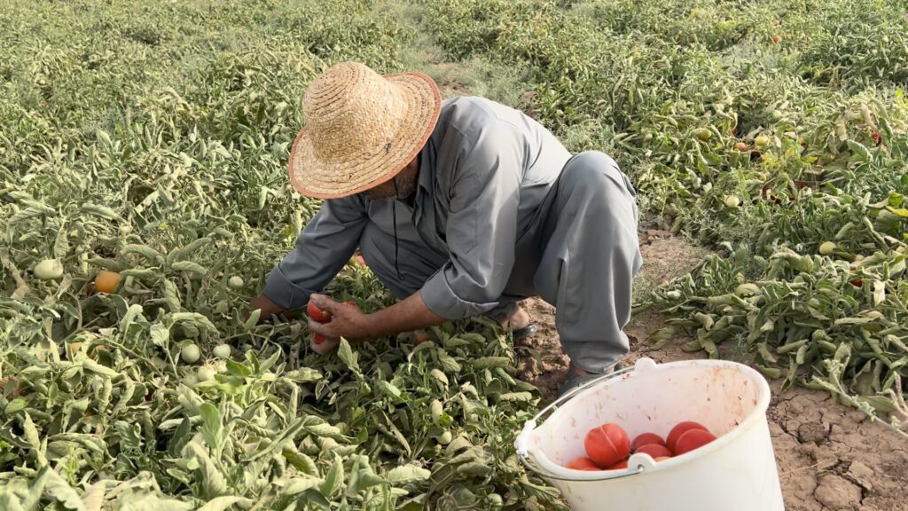 طعم حامض يحبه العراقيون.. طماطة أميركية تفاجئ المزارعين بمزاياها (فيديو)