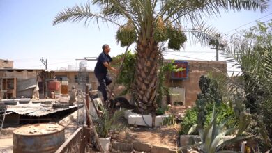شاهد وصدّق: نخلة برحية في الموصل تعيش فوق سطح البيت وتثمر!