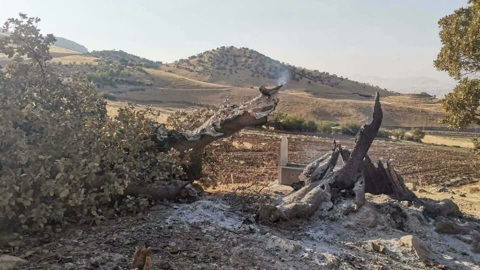 السليمانية تعتقل شخصاً أحرق شجرة بلوط عمرها 200 عام في قرية آلياوا