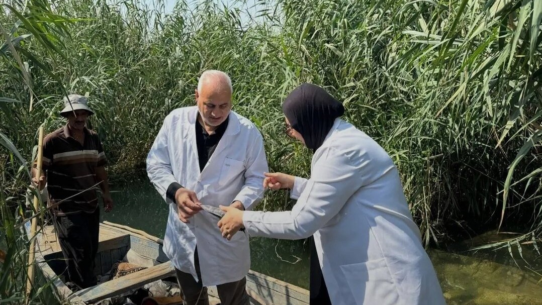 كربلاء ترصد سمك “السلور المفترس” في نهر الهندية وتضع خطة لمكافحته