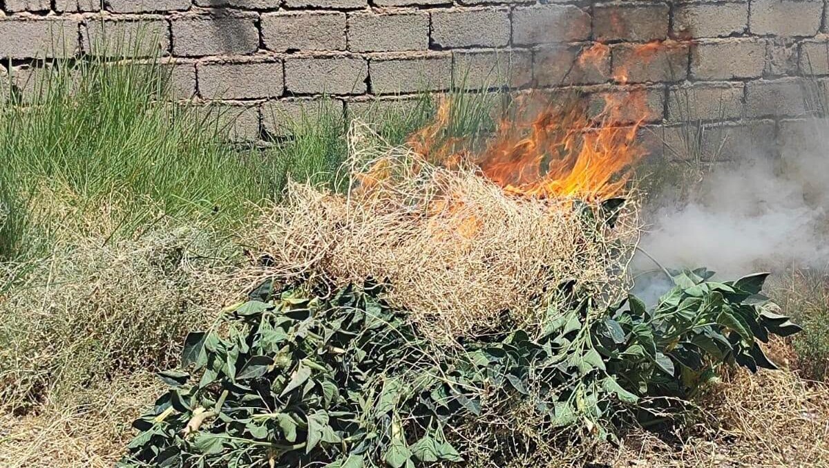 ديالى تحرق “بوق الشيطان”.. إتلاف 73 نبتة داتورا في قرية كلواز (صور)