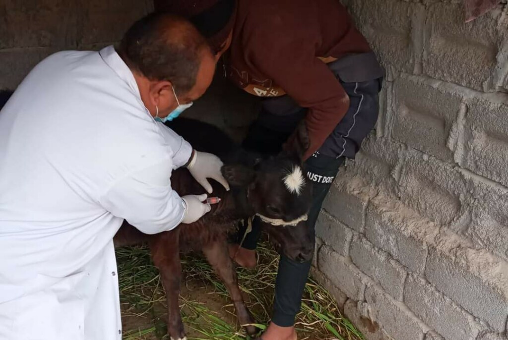 العراق يسجل 15 إصابة جديدة بالحمى النزفية والصحة تحذر من الجزر العشوائي