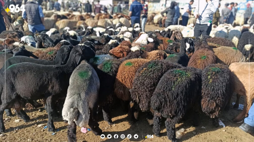 بغداد تنظم بيع الأغنام.. علامات دالة للباعة ومواقع مخصصة للجزر