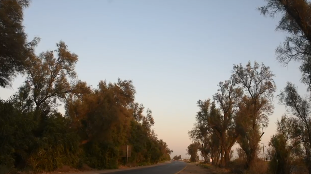 نشتاق إلى غابة الأثل يا محافظ ميسان.. المجر الكبير تتذكر الثمانينات (فيديو) - عاجل