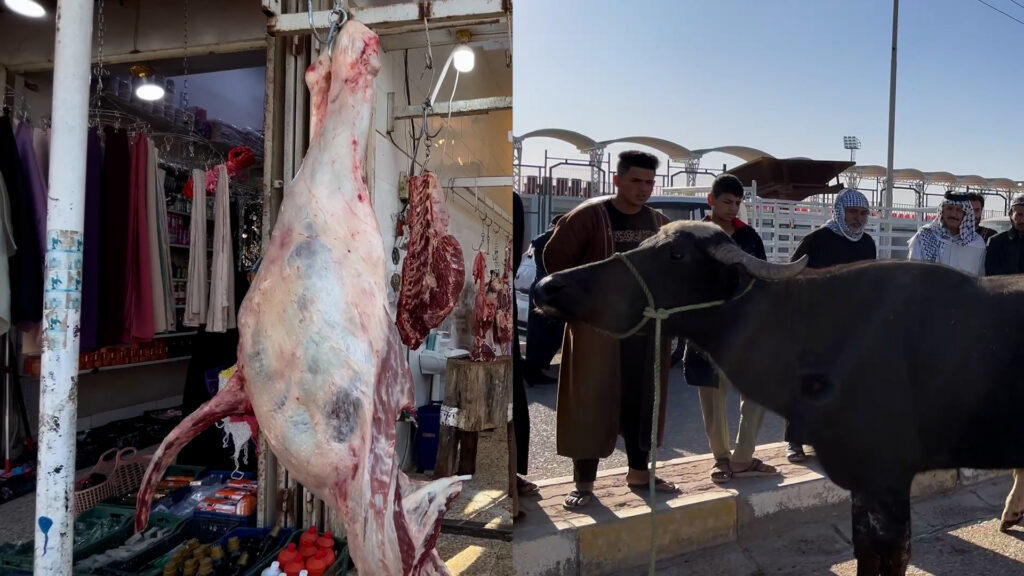 مزاد ميسان مشتعل و"منو يزوّد".. الجنوب كان يغذي الوسط باللحم والآن بالعكس! - عاجل