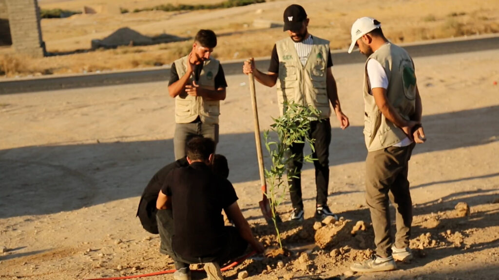 سنجار تزرع مع العراق وتفضّل الكالبتوس.. لكن الأعداد قليلة والدعم مطلوب