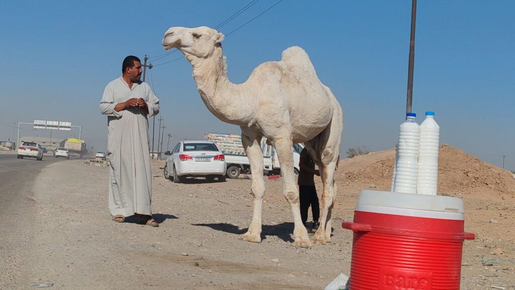 فيديو: البعران البيضاء الجميلة سرقت الأضواء في كركوك 