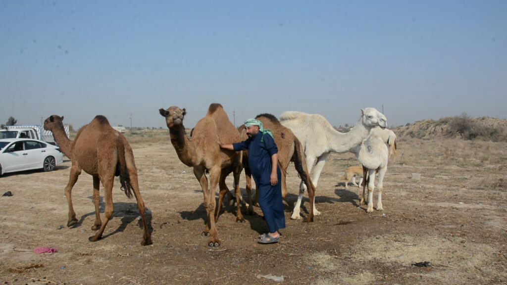 حليب الإبل العراقي على طريق مسافري بغداد.. من ضرع الناقة مباشرةً! - عاجل