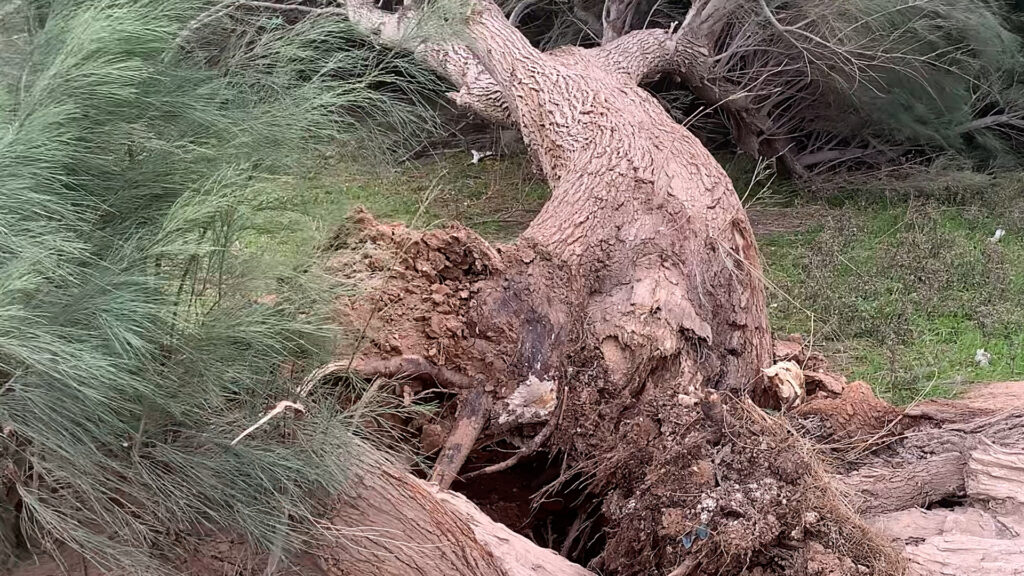 فيديو: عواصف الجمعة اقتلعت الأشجار من جذورها مع أعمدة الكهرباء في الضلوعية