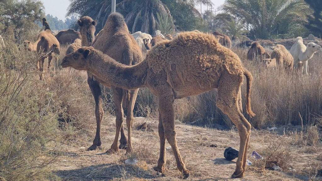 فيديو: البادية العراقية "بلا عشب" هذا العام وإبل السماوة عادت للمدينة