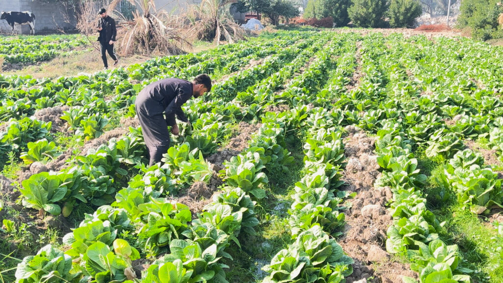 حقول الخس في ميسان تراقب قمم كردستان بانتظار الثلج (فيديو) - عاجل