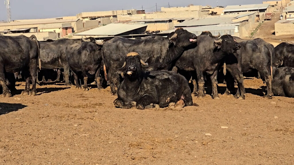 لا داعي للقلق من اللحوم.. "الحمى القلاعية" لا تصيب الإنسان