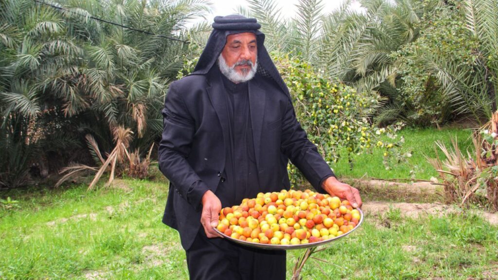 صور تشتم رائحتها.. كل أنواع النبك توفرت في سوق الشيوخ و"التفاحي" مطلوب