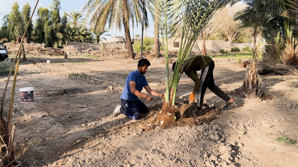 مزارع بغدادي يعشق النخيل.. يستورد ألف نخلة سنوياً إلى أبو غريب ويبيع عبر الفيسبوك