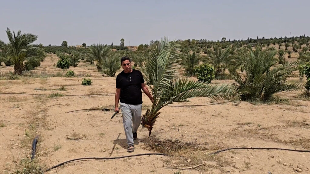 فيديو: النخيل ينجح وينجح في الموصل بعد تغيرات المناخ وهذه جنائن المحلبية