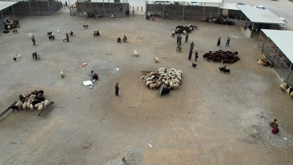 شاهد: علوة مواشي السليمانية فارغة.. ذعر من النزفية رغم تطمينات الحكومة