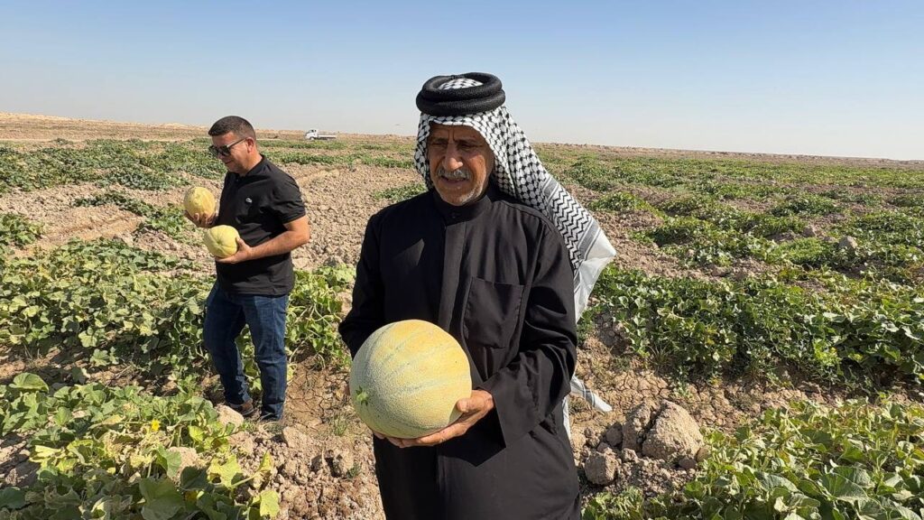 فيديو: بطيخ ذي قار ينقذ الشط الميت في البصرة ومحصول "الثغر" أشهى