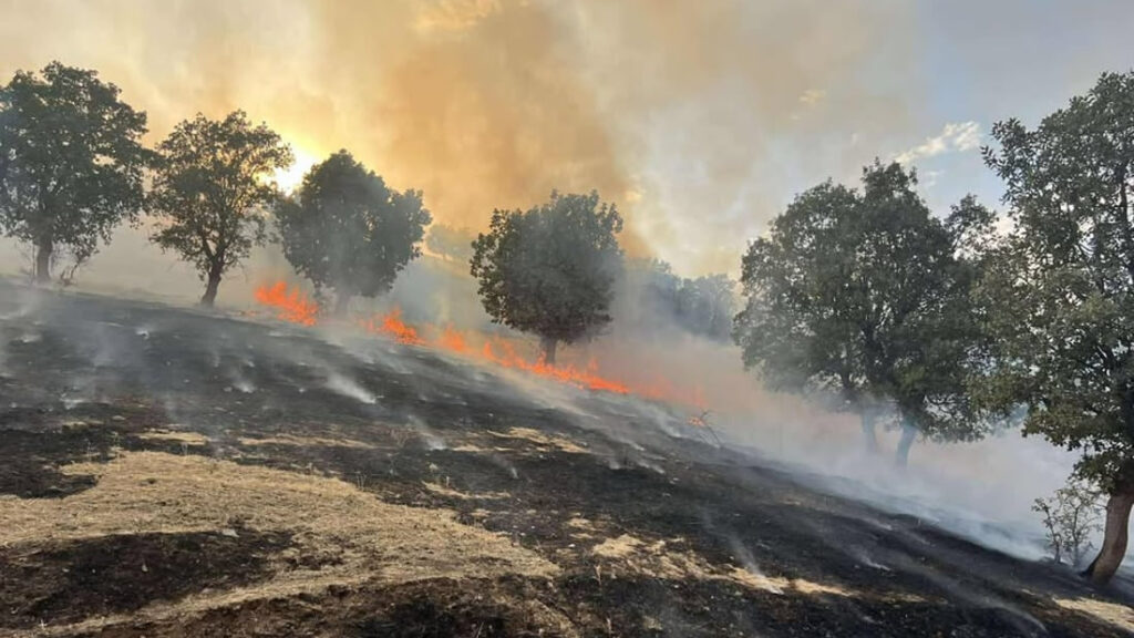صور: تفحمت بساتين السليمانية بحرائق التهمت ألف دونم من الغابات