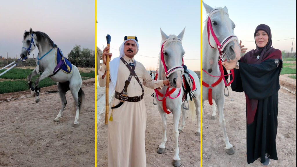 فيديو: نساء النجف ورجالها بأناقة فوق الخيل.. "يا علي" مع بطل العراق