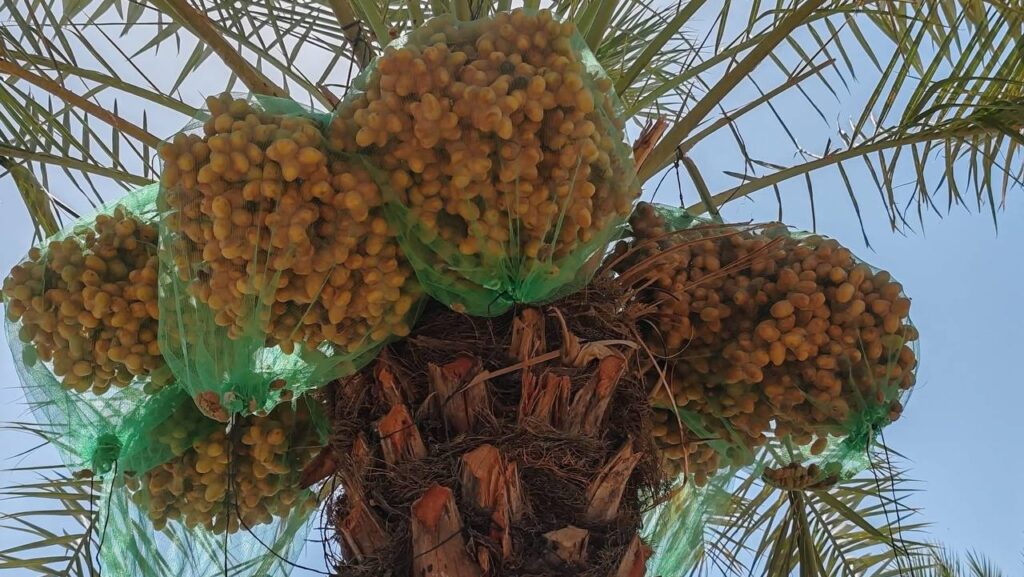 تلكيف تحقق "أعلى إنتاج تمور في نينوى" بجهود الخبير البصري (صور)