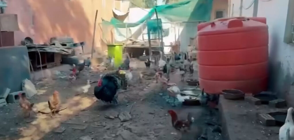 فيديو: حضيرة دجاج وبط داخل مبنى تربية ديالى.. مجلس المحافظة يدعو الوزير للتحقيق