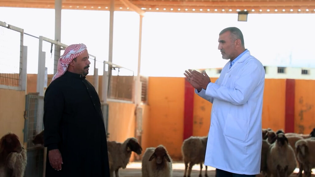 الأنبار تحقق نجاحاً في تجربة زيادة ولادات التوائم لدى الأغنام