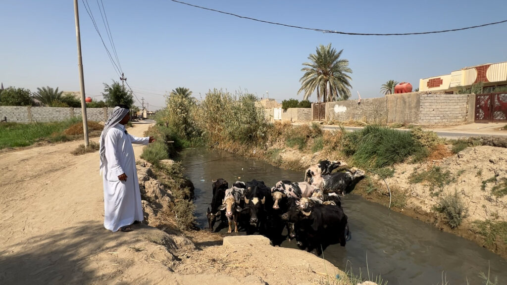 حنين لأيام المالكي في أول يوم غطس.. جاموس كربلاء أفضل من الأهوار علمياً!