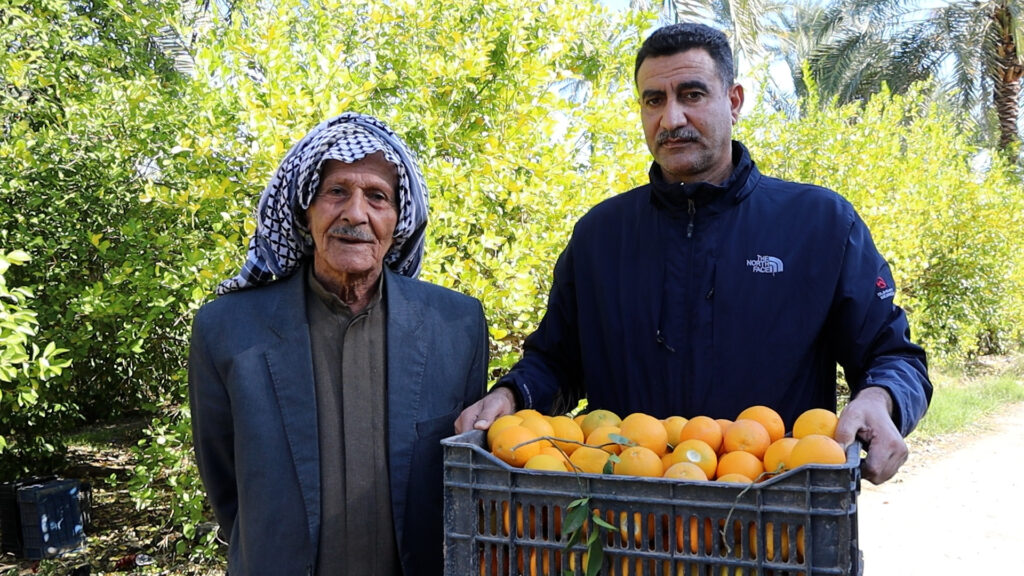 برتقال "أبو صرة" بشكله الغريب يزيح ديالى عن العرش!
