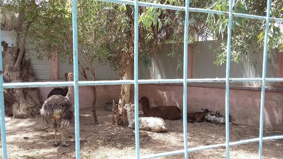 نائب يطالب بإزالة حديقة حيوانات الزبير وتحويلها إلى مناطق ترفيهية