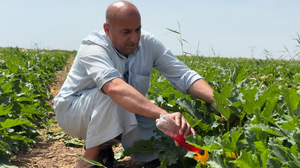 مرق الشجر العراقي "منحوس".. اختفى الذكور والعلاج في خان بني سعد