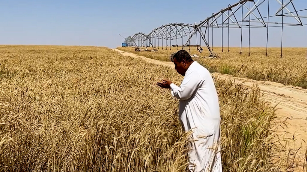أهل أربيل في كربلاء لأن القمح أكثر وعين التمر "أبرد".. لدى القائمقام اعتراض واحد
