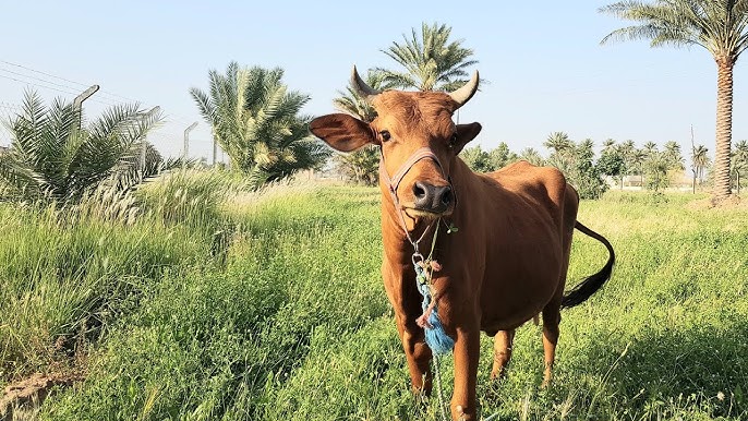 بسبب "أبقار".. الإعدام لمدان قتل شاباً وأصاب اثنين من أسرته في النجف