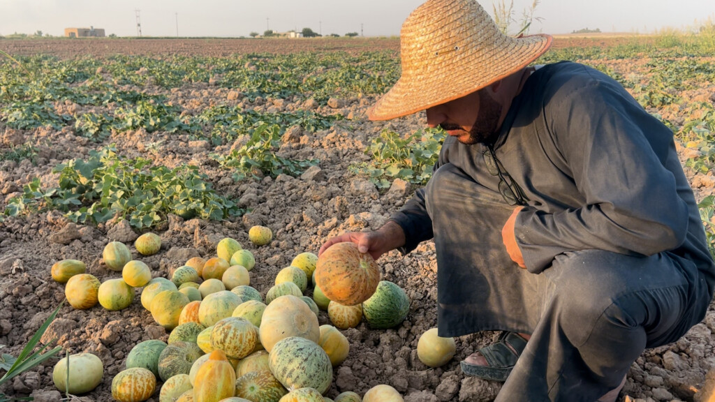 بطيخ داقوق حامض وحلو وعاد بعد 10 سنوات وفرصتكم أسبوعان فقط