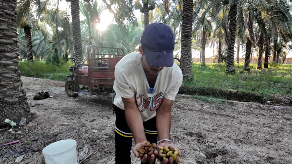 قلعة صالح بدأت جني الأرطاب حتى بنقص "الصواعيد".. الرش اليومي يرفع إنتاج "استعمران"