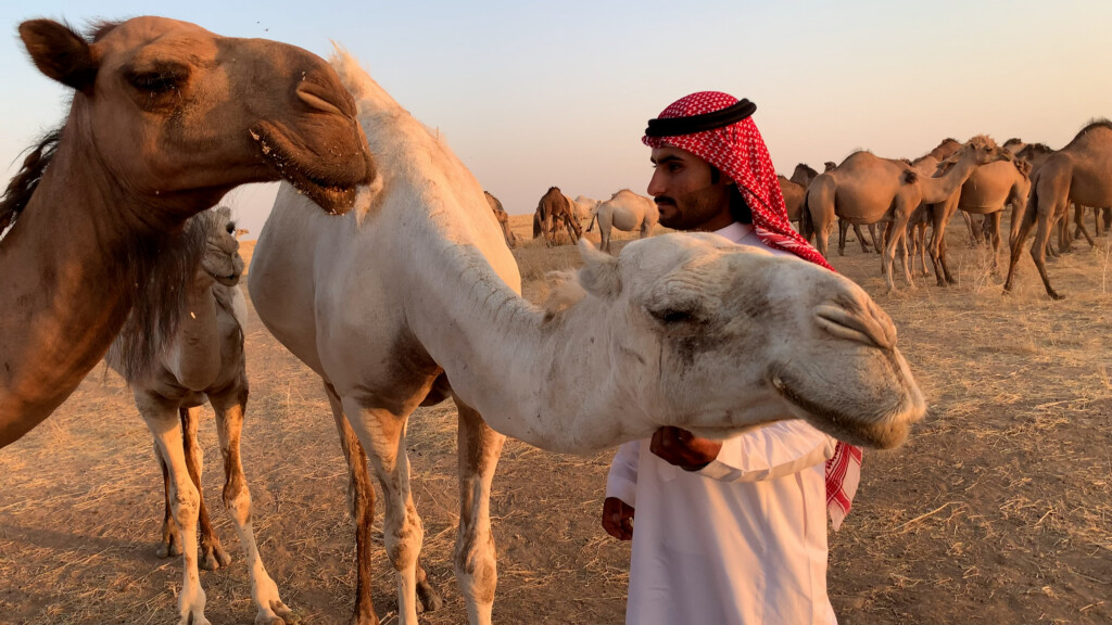 أباعر "فلوس فلوس" تعبر سواتر الجيش العراقي وربيعة تناجي "الوضحا" ليل نهار