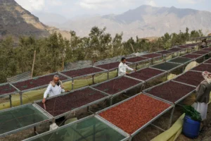 سيطر الحوثيون على “القات وكوب الموكا”.. المخا تسد تجارة العالم من الهند حتى السويس