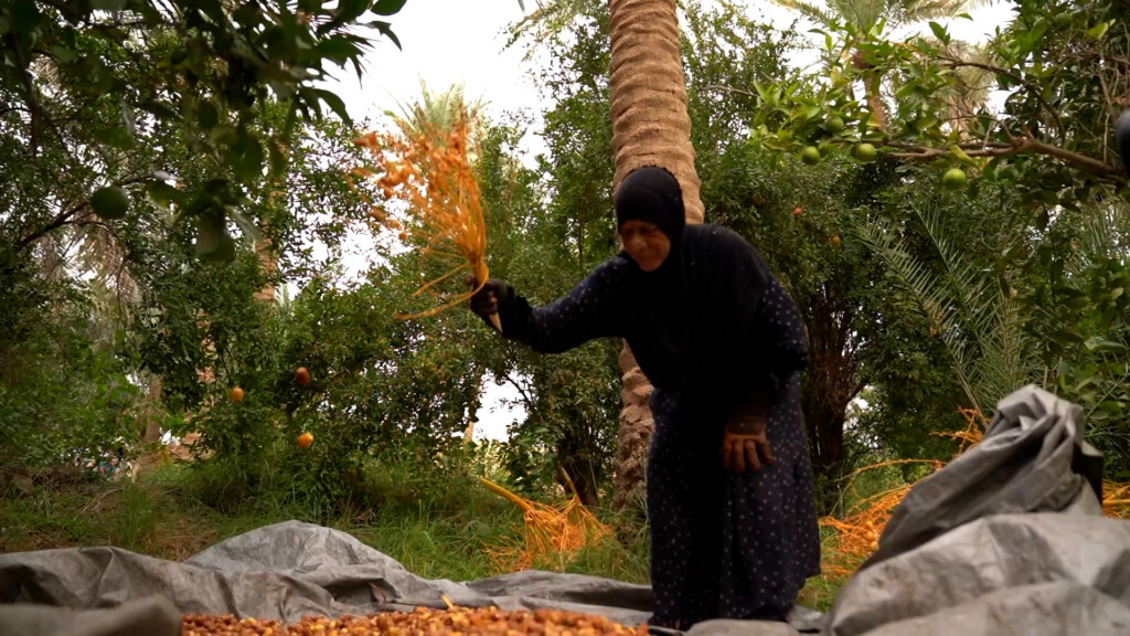 هيت خسرت ثلث التمور بسبب العواصف المبكرة.. الزهدي صار علفا هذا العام